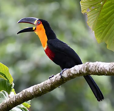 tucano silvestre sobre um galho de arvore