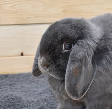 Hot Cross Buns' Boggle - Homestead Intern