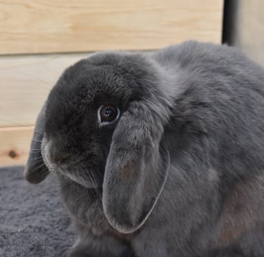 Hot Cross Buns' Boggle - solid blue spayed doe with spunk!