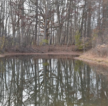 Hot Cross Buns Homestead - pond view