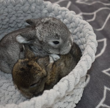 Bunnies snuggled up and warm at Hot Cross Buns Homestead.