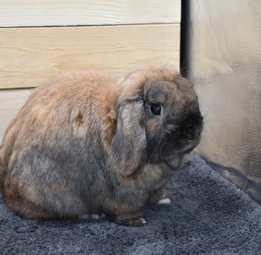 Hot Cross Buns Holland Lops - Sullivan - Neutered black tort buck