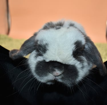 Hot Cross Buns' Finnegan - Broken blue buck - Love Bun Extraordinaire