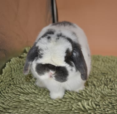 Hot Cross Buns' Finnegan - Chief Snuggle Officer