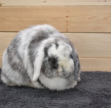 Broken magpie Holland Lop doe sitting on a dark gray rug, looking directly at the camera with an ale