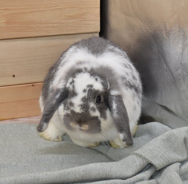 Hot Cross Buns' Kipling (Kip) - broken opal junior buck