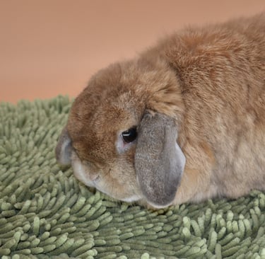 Hook's Goldilocks - solid orange spayed doe