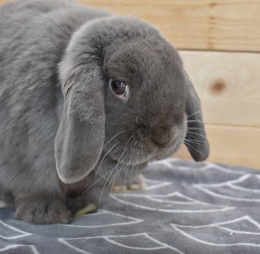 Calm gray Holland Lop rabbit sitting on a soft gray blanket, looking slightly toward the camera with