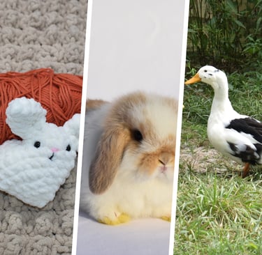 a collage of pictures of a rabbit rabbit and a duck