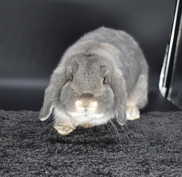 Hot Cross Buns' Quinoa - solid opal doe