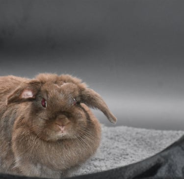 Brown Holland Lop doe with airplane ears sitting on a gray blanket, looking alert and attentive towa