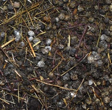 Hot Cross Buns Homestead - rabbit manure, hay, and composting worms