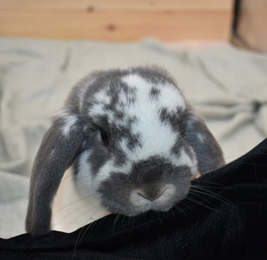 Hot Cross Buns' Coreopsis - Poo Ball Production Trainee