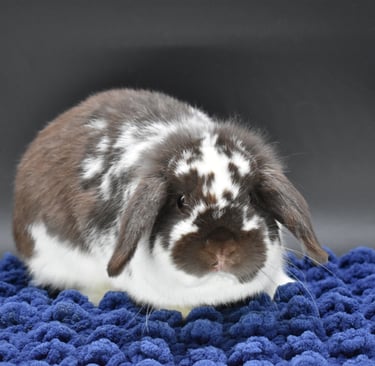 Hot Cross Buns' Loofah  - broken chocolate neutered buck