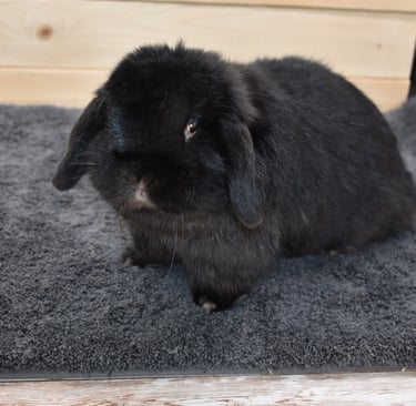 Mississippi Mud Pie - solid black spayed doe