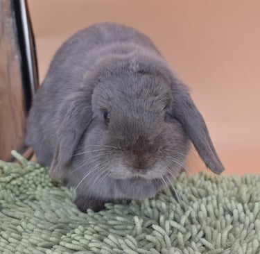 Hot Cross Buns' Noelle - solid lilac doe