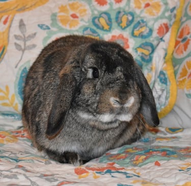 Hot Cross Buns' Oona - chestnut Holland Lop doe living the pampered pet life