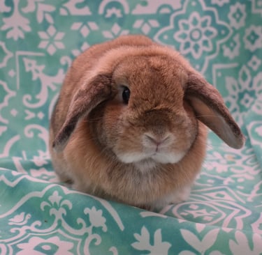 Hot Cross Buns'  Penelope - solid orange doe