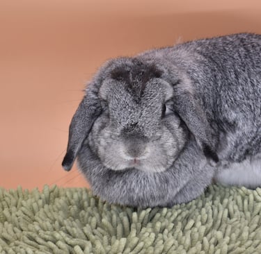 Hot Cross Buns' Posey - solid chinchilla doe