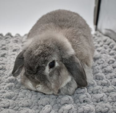 Hot Cross Buns' Rosie - Product Development Plant Division