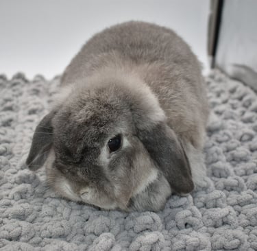 Hot Cross Buns' Rosie - solid squirrel doe