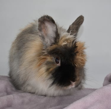 Sukie - Spayed harlequin French Angora