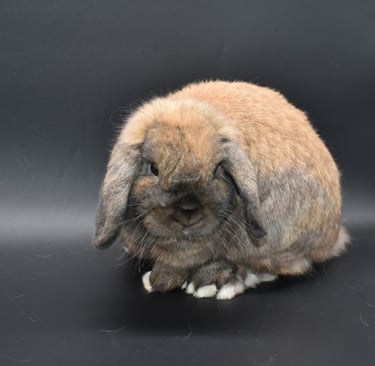 Sullivan - solid black tort Holland Lop buck