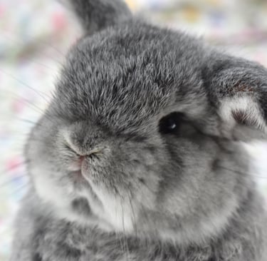 Hot Cross Buns' You Are My Sunshine - chinchilla Holland Lop buck