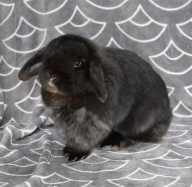 Hot Cross Buns' Zinnia - Director of Zoomies