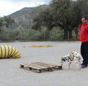 Ernest Belchi entrenando con un perro dálmata