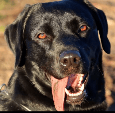 testimonio Tania y Midas