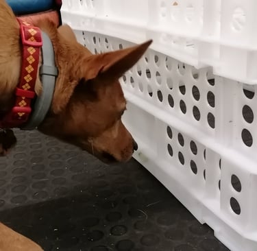 Un perro haciendo olfato y marcando el olor diana