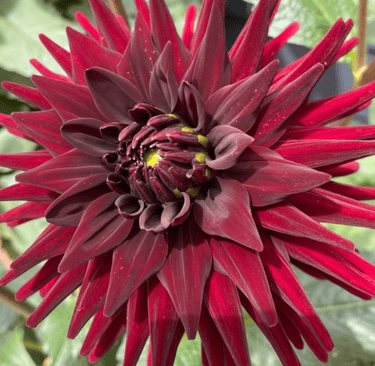 Red Dahlia flower 