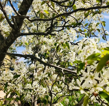 White Blooming Flowers in Spring