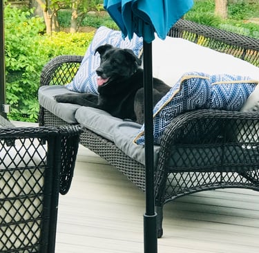 Dog on the outdoor couch