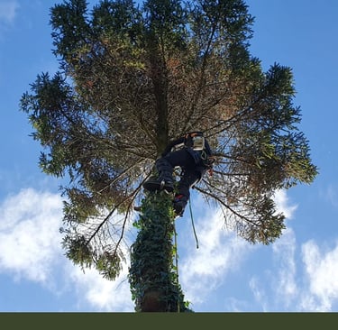 tree services