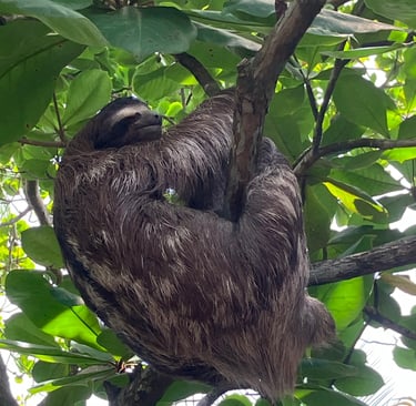 Sloth in a tree at camping babsita on the carribean coast in costa rica