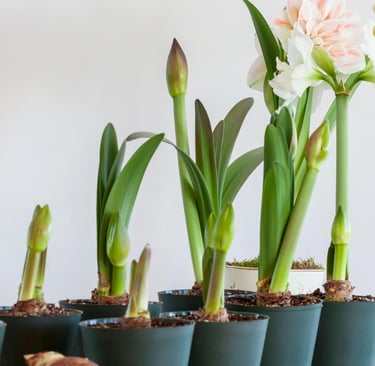 amaryllis flower on table
