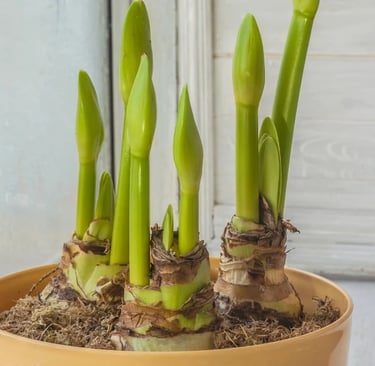 amaryllis bulbs