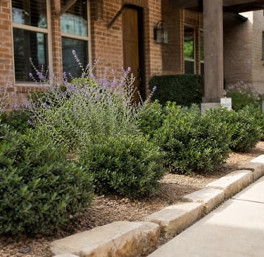 Low maintenance North Texas shrub bed with dwarf yaupon holly, Texas sage, mulch, and limestone edging beside a brick home