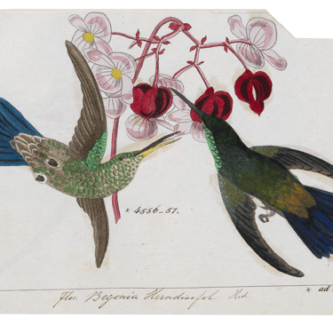 Vintage bookplate illustration of two blue and green hummingbirds feeding from pink flowers.