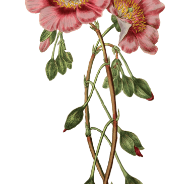 Vintage botanical illustration of a pair of pink flowers.