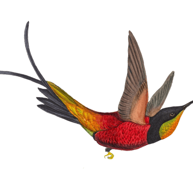 Vintage illustration of a hummingbird in flight.