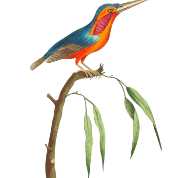 Vintage illustration of a kingfisher bird sitting on a branch.