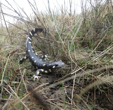 California tiger salamander released after capture in Solano County, CA