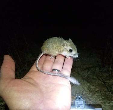 Tipton kangaroo rat in Kern County, CA.