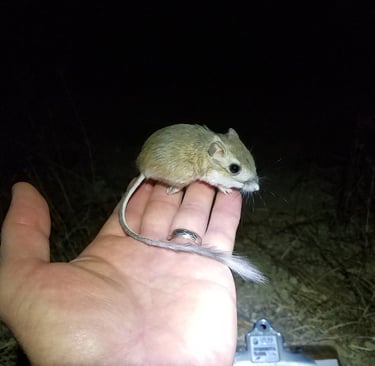 Tipton kangaroo rat in Kern County, CA