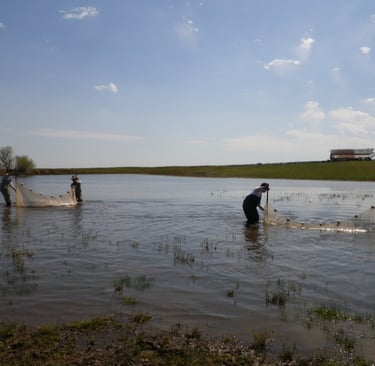Vernal pool special status species surveys in Merced County, CA.