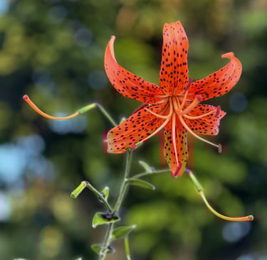 "Fiery Splendor" a Tiger Lily which is a symbol of resilience and courage