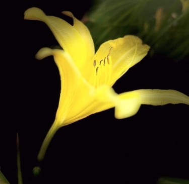 Daylily Drama - Archived
